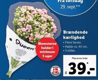 Lidl Brændende kærlighed buket tilbud