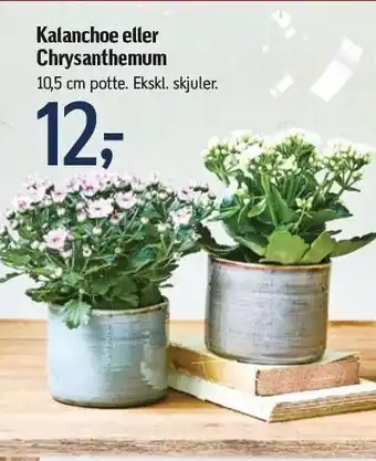 Føtex Kalanchoe el. chrysanthemum tilbud