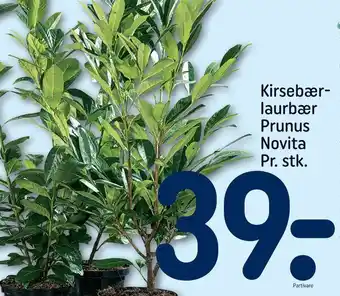 REMA 1000 Kirsebærlaurbær prunus novita tilbud