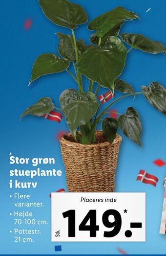 Lidl Stor grøn stueplante i kurv tilbud