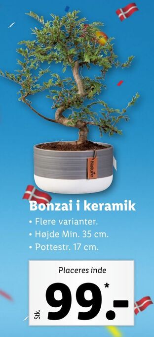 Lidl Bonzai i keramik tilbud