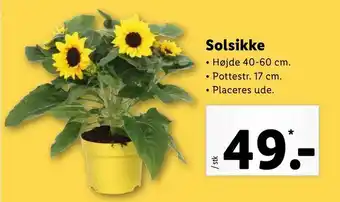 Solsikke