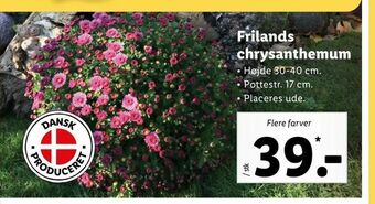 Frilands chrysanthemum