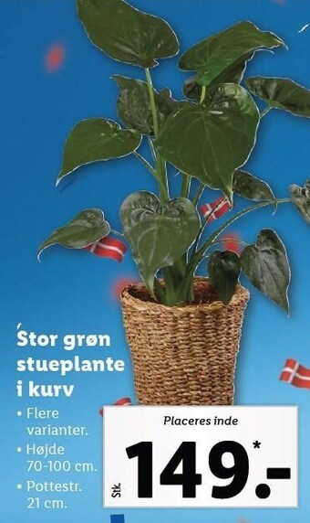 Lidl Stor grøn stueplante i kurv tilbud
