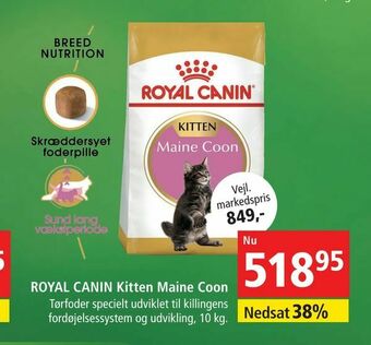 Maxi Zoo ROYAL CANIN Kitten Maine Coon tilbud