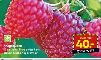 Bilka Frugtbuske tilbud