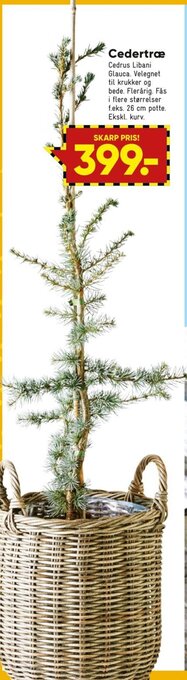 Bilka Cedertræ tilbud