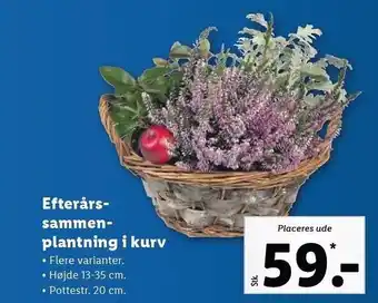 Lidl Efterårssammenplantning i kurv tilbud