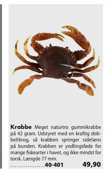 Krabbe