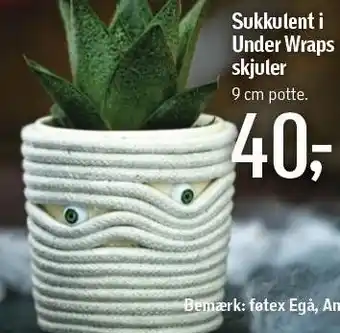 Føtex Sukkulent i under wraps skjuler tilbud