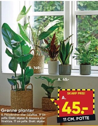 Bilka Grønne planter tilbud