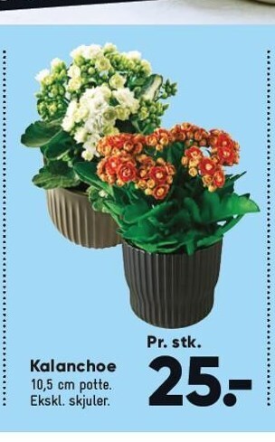 Bilka Kalanchoe tilbud