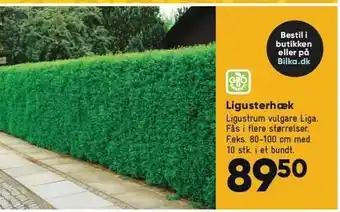 Ligusterhæk