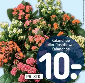 REMA 1000 Kalanchoe el. roseflower kalanchoe tilbud