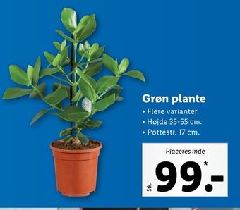 Lidl Grøn plante tilbud