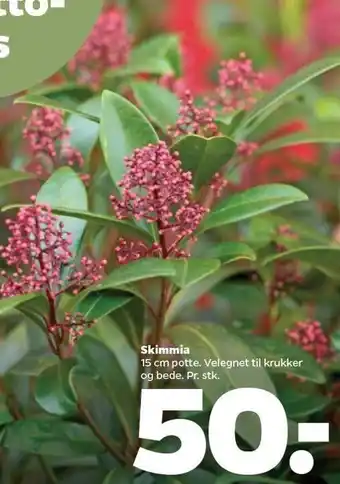 Netto Skimmia i 15 cm potte tilbud