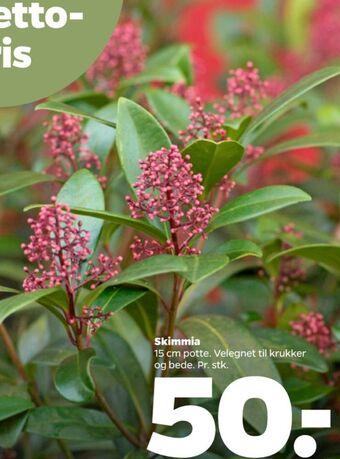 Netto Ukendt planter tilbud