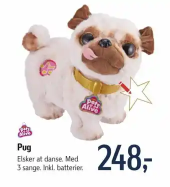 Pug
