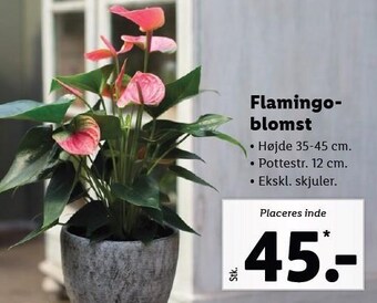 Lidl Flamingo blomst tilbud