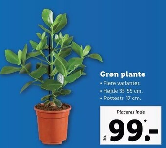 Lidl Grøn plante tilbud