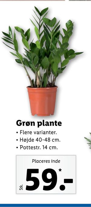 Grøn plante