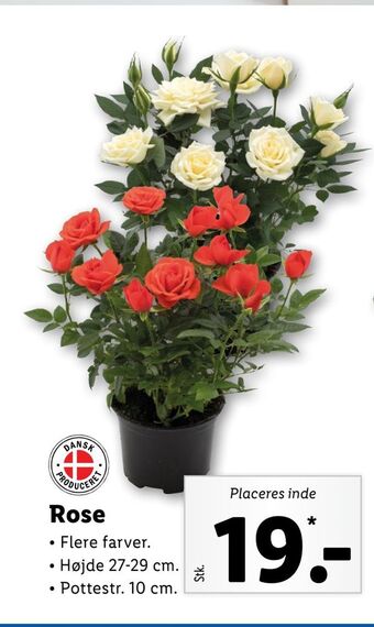 Lidl Rose tilbud