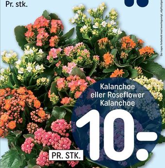REMA 1000 Kalanchoe eller roseflower kalanchoe tilbud