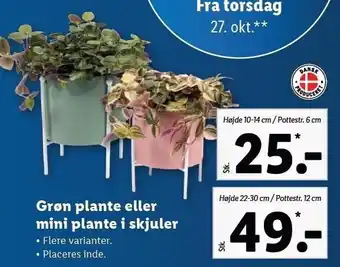 Lidl Grøn plante el. mini plante i skjuler tilbud