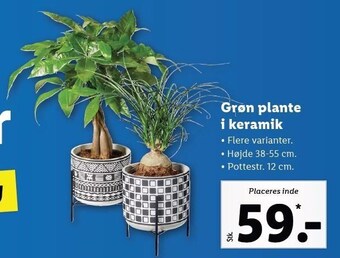 Lidl Grøn plante i keramik tilbud