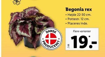 Begonia rex