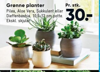 Bilka Grønne planter tilbud