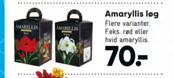 Bilka Amaryllis løg tilbud