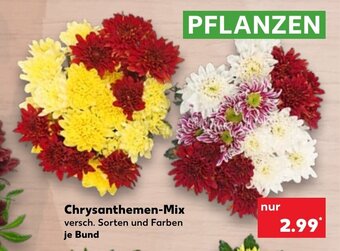 Kaufland DE Chrysanthemen-Mix tilbud