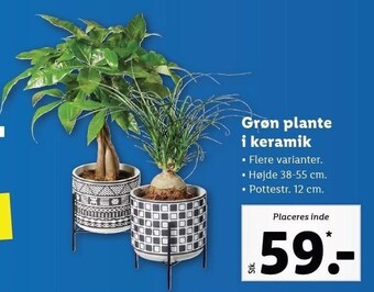 Lidl Grøn plante i keramik tilbud