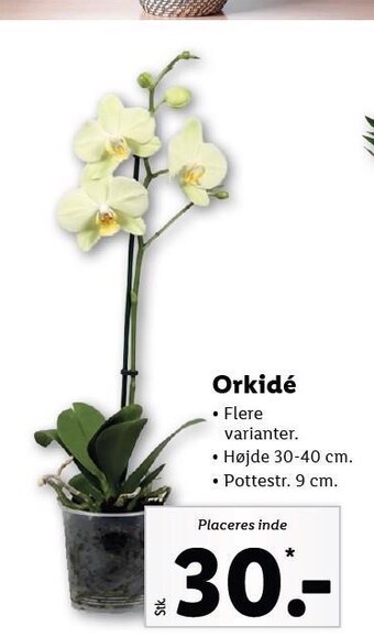 Lidl Orkidé tilbud