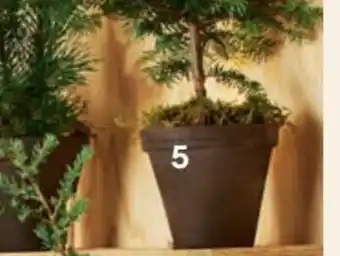 Bilka Træer i lerpotte med mos 18 cm, potte tilbud