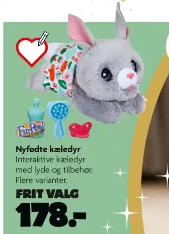 Fætter BR Nyfødte kæledyr tilbud