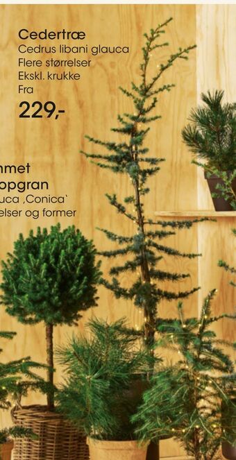 Bilka Cedertræ tilbud