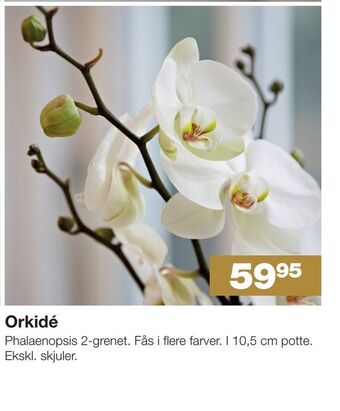 Orkidé