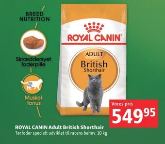 Maxi Zoo Royal canin kattefoder tilbud