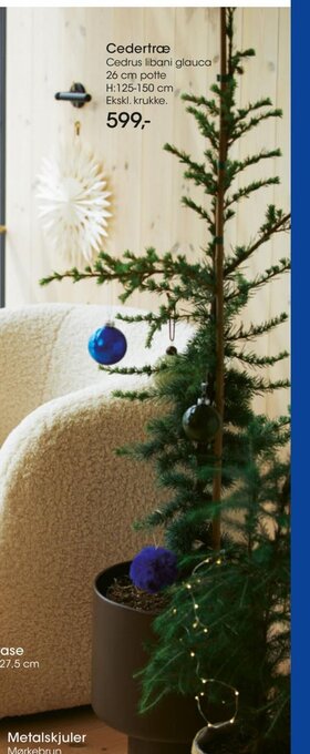 Bilka Cedertræ tilbud