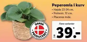 Lidl Peperomia i Kurv tilbud