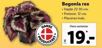 Begonia Rex