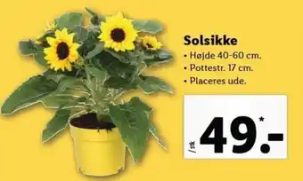 Lidl Solsikke tilbud