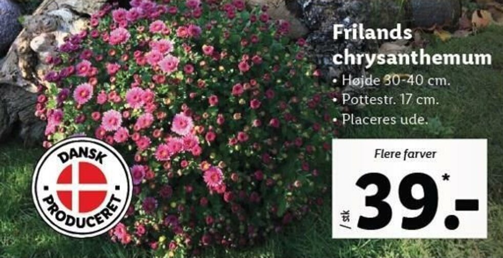 Frilands Chrysanthemum tilbud hos Lidl