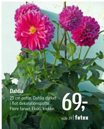 Føtex Dahlia tilbud