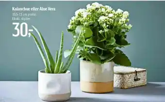 Føtex Kalanchoe eller Aloe Vera tilbud
