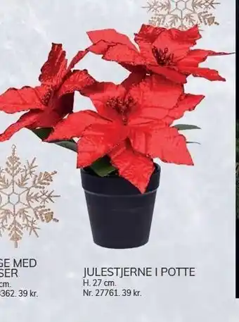 Julestjerne i potte