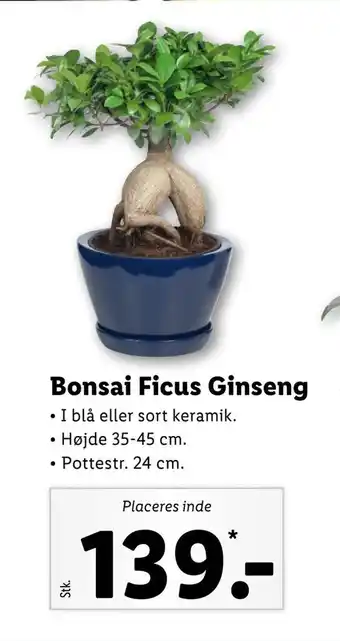 Bonsai ficus ginseng