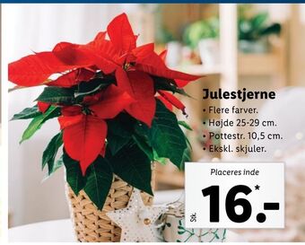 Lidl Julestjerne tilbud